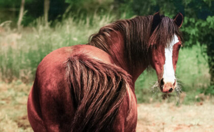 Cheval trop gros