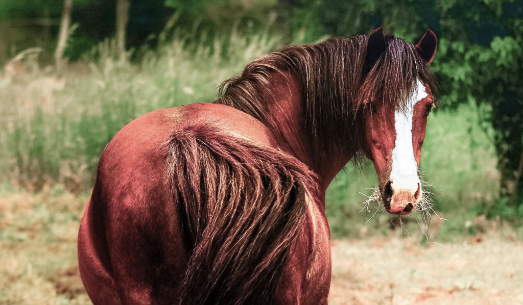 7 astuces pour gérer un cheval en surpoids