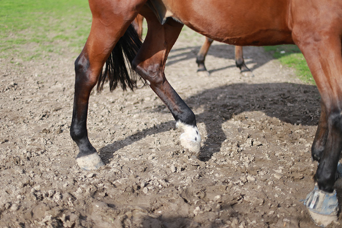 Comment soigner la gale de boue chez les chevaux